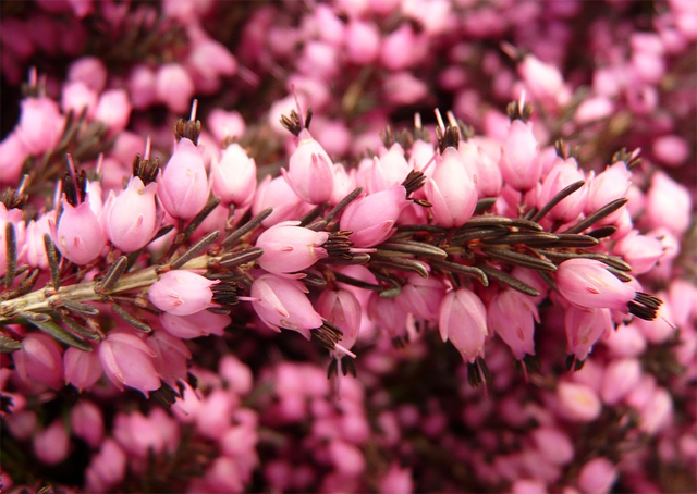 flor de brezo